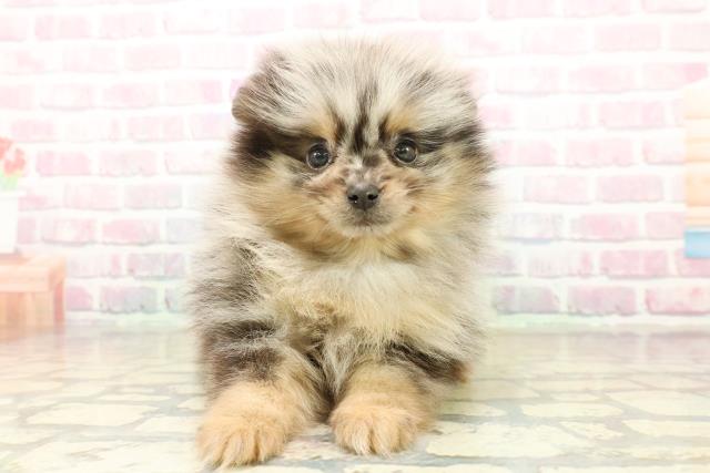 東京都のポメラニアン (Coo&RIKU吉祥寺店/2025年10月20日生まれ/女の子/ブルーマールタン)の子犬の1枚目の画像