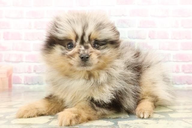 東京都のポメラニアン (Coo&RIKU吉祥寺店/2025年10月20日生まれ/女の子/ブルーマールタン)の子犬の2枚目の画像