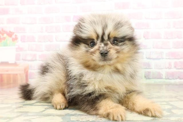 東京都のポメラニアン (Coo&RIKU吉祥寺店/2025年10月20日生まれ/女の子/ブルーマールタン)の子犬の3枚目の画像