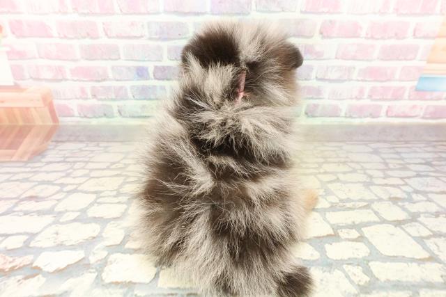 東京都のポメラニアン (Coo&RIKU吉祥寺店/2025年10月20日生まれ/女の子/ブルーマールタン)の子犬の4枚目の画像