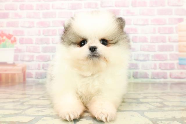 埼玉県のポメラニアン (Coo&RIKU川越店/2025年10月20日生まれ/男の子/パーティーカラー)の子犬の1枚目の画像