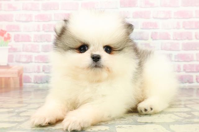 埼玉県のポメラニアン (Coo&RIKU川越店/2025年10月20日生まれ/男の子/パーティーカラー)の子犬の2枚目の画像