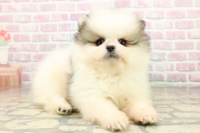 埼玉県のポメラニアン (Coo&RIKU川越店/2025年10月20日生まれ/男の子/パーティーカラー)の子犬の3枚目の画像