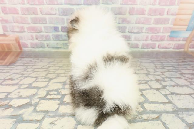 埼玉県のポメラニアン (Coo&RIKU川越店/2025年10月20日生まれ/男の子/パーティーカラー)の子犬の4枚目の画像