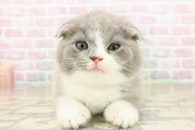 スコティッシュフォールド