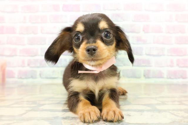 新潟県のチワックス(チワワ×ダックス) (Coo&RIKU長岡店/2025年10月20日生まれ/女の子/ブラックタン)の子犬