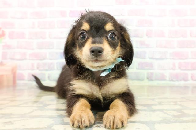 東京都のチワックス(チワワ×ダックス) (Coo&RIKU吉祥寺店/2025年10月20日生まれ/男の子/ブラックタン)の子犬の1枚目の画像