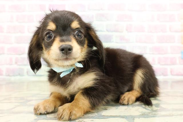 東京都のチワックス(チワワ×ダックス) (Coo&RIKU吉祥寺店/2025年10月20日生まれ/男の子/ブラックタン)の子犬の2枚目の画像