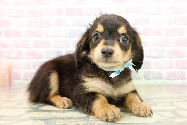 東京都のチワックス(チワワ×ダックス) (Coo&RIKU吉祥寺店/2025年10月20日生まれ/男の子/ブラックタン)の子犬の3枚目の画像