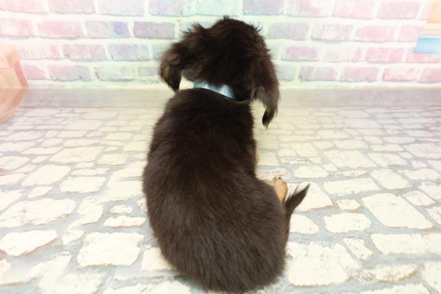 東京都のチワックス(チワワ×ダックス) (Coo&RIKU吉祥寺店/2025年10月20日生まれ/男の子/ブラックタン)の子犬の4枚目の画像