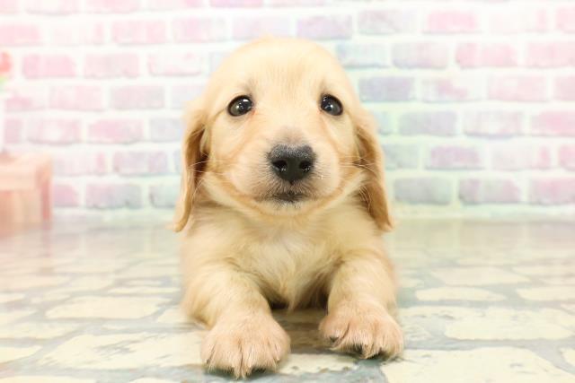 東京都のミニチュアダックスフンド(ロング) (Coo&RIKU武蔵小山店/2025年10月19日生まれ/男の子/イエロー)の子犬の1枚目の画像