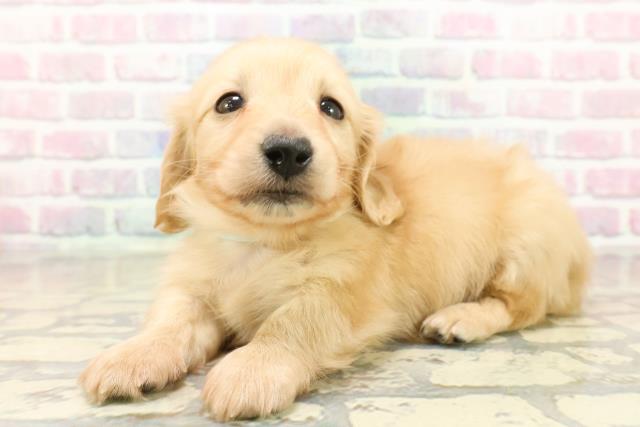 東京都のミニチュアダックスフンド(ロング) (Coo&RIKU武蔵小山店/2025年10月19日生まれ/男の子/イエロー)の子犬の2枚目の画像