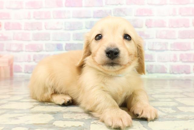 東京都のミニチュアダックスフンド(ロング) (Coo&RIKU武蔵小山店/2025年10月19日生まれ/男の子/イエロー)の子犬の3枚目の画像