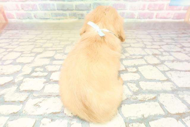 東京都のミニチュアダックスフンド(ロング) (Coo&RIKU武蔵小山店/2025年10月19日生まれ/男の子/イエロー)の子犬の4枚目の画像