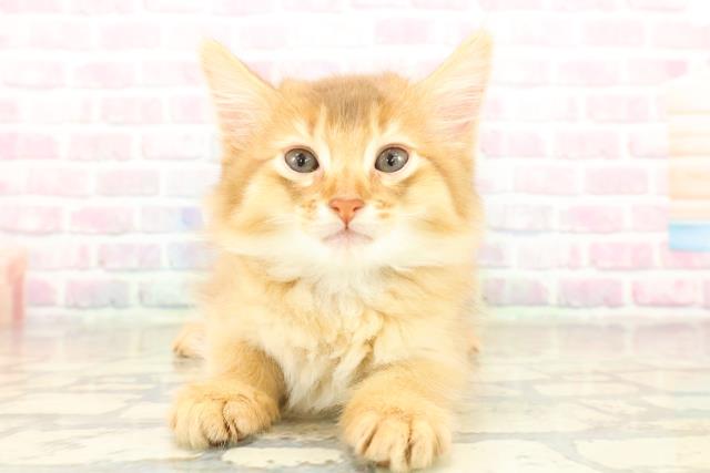 宮城県のソマリ (Coo&RIKU仙台太白店/2025年10月20日生まれ/男の子/レッド)の子猫の1枚目の画像