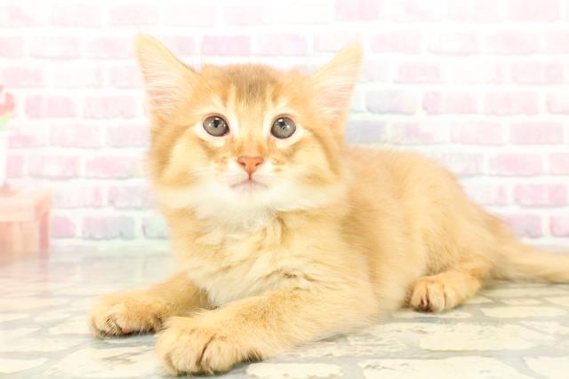 宮城県のソマリ (Coo&RIKU仙台太白店/2025年10月20日生まれ/男の子/レッド)の子猫の2枚目の画像