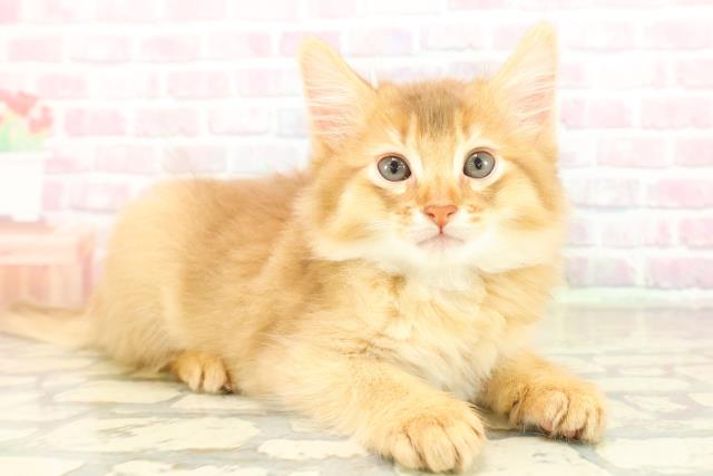 宮城県のソマリ (Coo&RIKU仙台太白店/2025年10月20日生まれ/男の子/レッド)の子猫の3枚目の画像