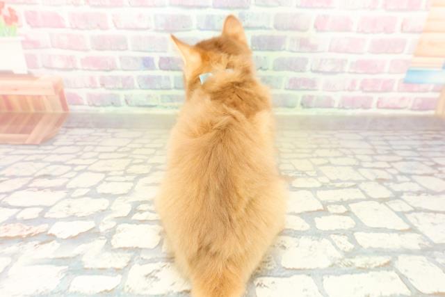 宮城県のソマリ (Coo&RIKU仙台太白店/2025年10月20日生まれ/男の子/レッド)の子猫の4枚目の画像