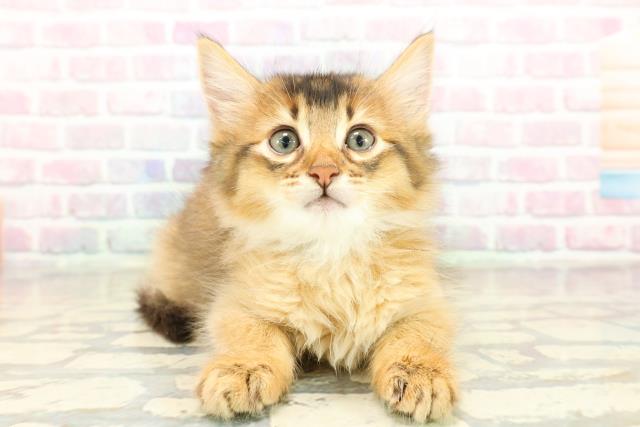 東京都のソマリ (Coo&RIKU中野サンモール店/2025年10月20日生まれ/男の子/ルディ)の子猫の1枚目の画像