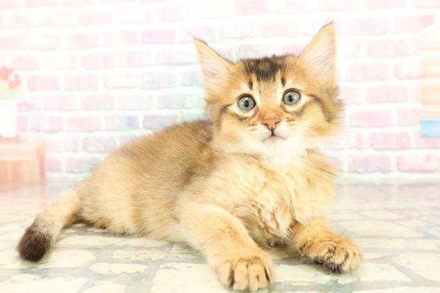 東京都のソマリ (Coo&RIKU中野サンモール店/2025年10月20日生まれ/男の子/ルディ)の子猫の3枚目の画像