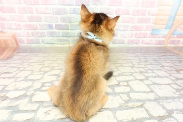 東京都のソマリ (Coo&RIKU中野サンモール店/2025年10月20日生まれ/男の子/ルディ)の子猫の4枚目の画像