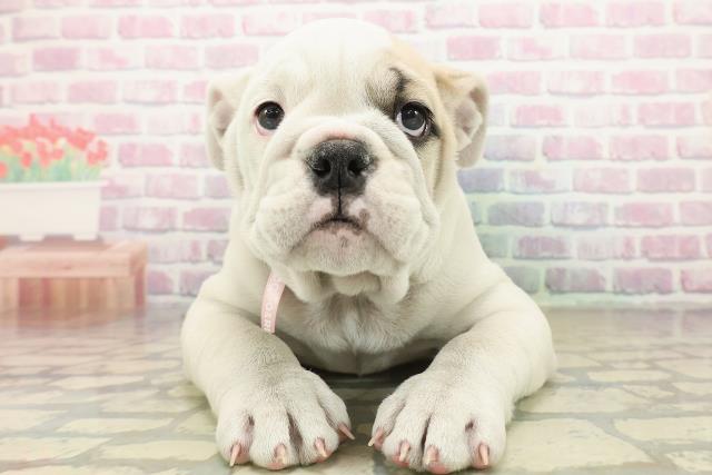 神奈川県のブルドッグ (Coo&RIKU相模原店/2025年10月14日生まれ/女の子/ホワイトフォーン)の子犬の1枚目の画像