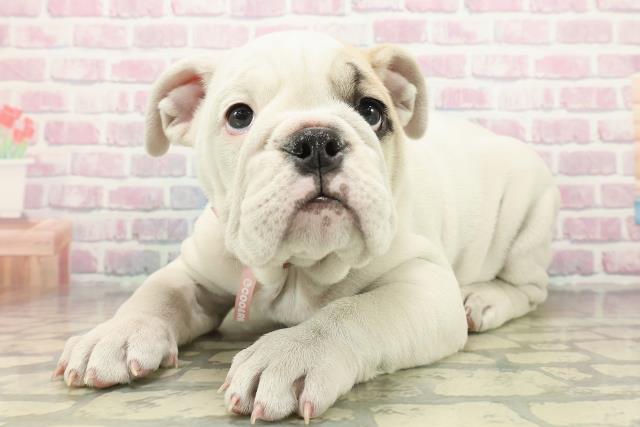 神奈川県のブルドッグ (Coo&RIKU相模原店/2025年10月14日生まれ/女の子/ホワイトフォーン)の子犬の2枚目の画像