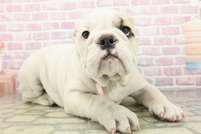 神奈川県のブルドッグ (Coo&RIKU相模原店/2025年10月14日生まれ/女の子/ホワイトフォーン)の子犬の3枚目の画像