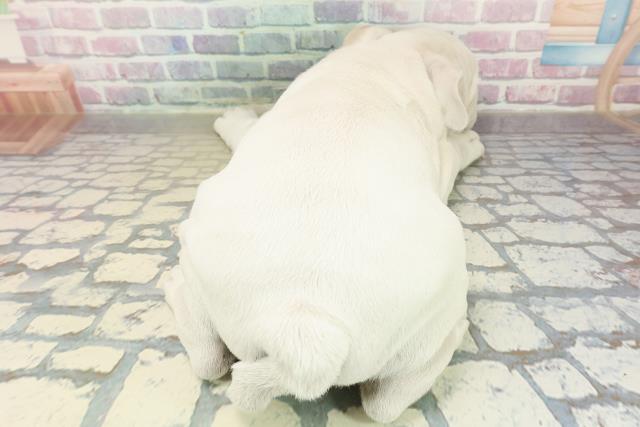 神奈川県のブルドッグ (Coo&RIKU相模原店/2025年10月14日生まれ/女の子/ホワイトフォーン)の子犬の4枚目の画像