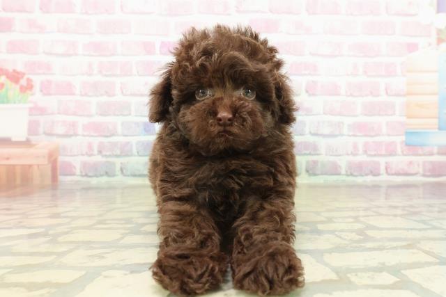 東京都のトイプードル(トイ) (Coo&RIKU吉祥寺店/2025年10月21日生まれ/男の子/ブラウン)の子犬の1枚目の画像