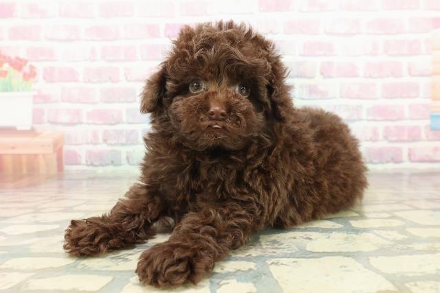 東京都のトイプードル(トイ) (Coo&RIKU吉祥寺店/2025年10月21日生まれ/男の子/ブラウン)の子犬の2枚目の画像