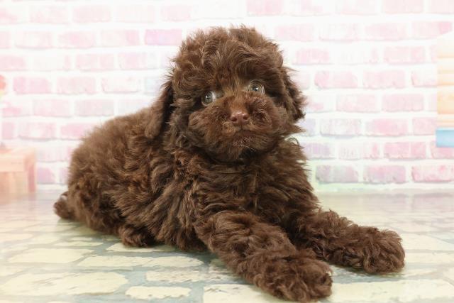 東京都のトイプードル(トイ) (Coo&RIKU吉祥寺店/2025年10月21日生まれ/男の子/ブラウン)の子犬の3枚目の画像