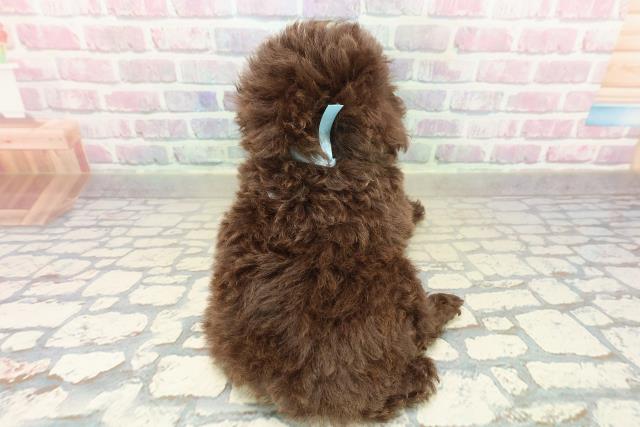 東京都のトイプードル(トイ) (Coo&RIKU吉祥寺店/2025年10月21日生まれ/男の子/ブラウン)の子犬の4枚目の画像