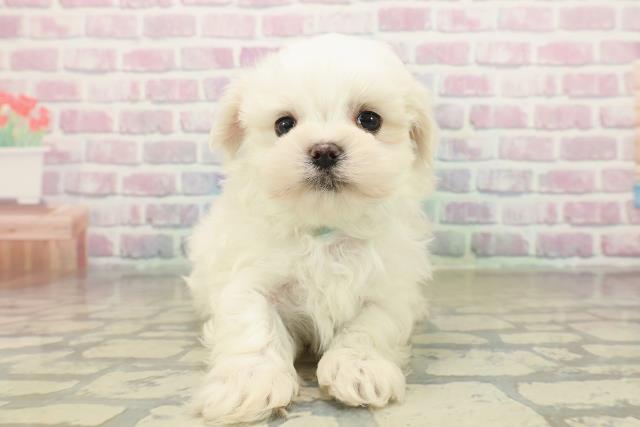 群馬県のマルチーズ (Coo&RIKU藤岡店/2025年10月20日生まれ/男の子/ホワイト)の子犬の1枚目の画像