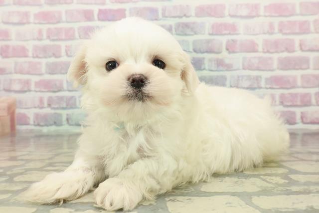 群馬県のマルチーズ (Coo&RIKU藤岡店/2025年10月20日生まれ/男の子/ホワイト)の子犬の2枚目の画像