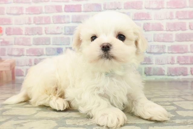 群馬県のマルチーズ (Coo&RIKU藤岡店/2025年10月20日生まれ/男の子/ホワイト)の子犬の3枚目の画像