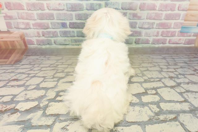 群馬県のマルチーズ (Coo&RIKU藤岡店/2025年10月20日生まれ/男の子/ホワイト)の子犬の4枚目の画像