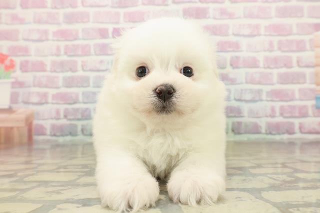 群馬県のポメマル/マルポメ(ポメラニアン×マルチーズ) (Coo&RIKU前橋店/2025年10月21日生まれ/女の子/クリーム)の子犬の1枚目の画像