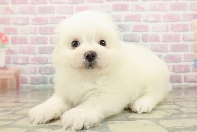 群馬県のポメマル/マルポメ(ポメラニアン×マルチーズ) (Coo&RIKU前橋店/2025年10月21日生まれ/女の子/クリーム)の子犬の2枚目の画像