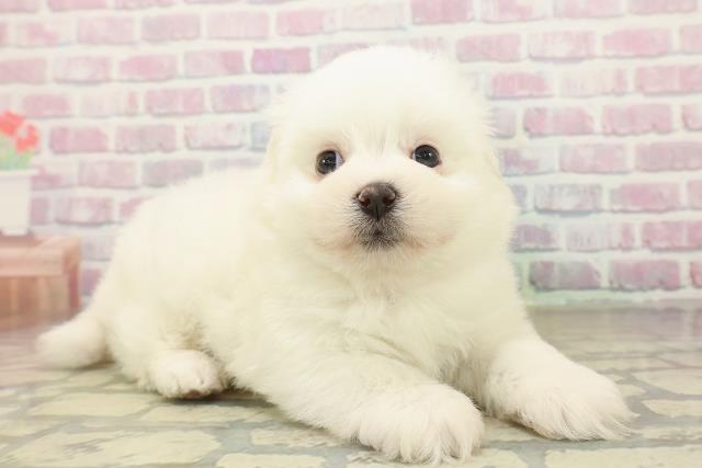 群馬県のポメマル/マルポメ(ポメラニアン×マルチーズ) (Coo&RIKU前橋店/2025年10月21日生まれ/女の子/クリーム)の子犬の3枚目の画像