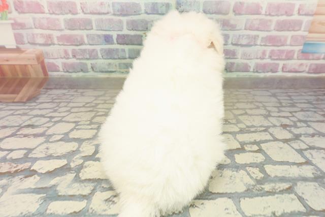 群馬県のポメマル/マルポメ(ポメラニアン×マルチーズ) (Coo&RIKU前橋店/2025年10月21日生まれ/女の子/クリーム)の子犬の4枚目の画像