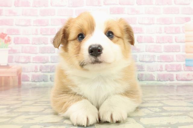 長野県のウェルシュコーギーペンブローク (Coo&RIKU松本店/2025年10月18日生まれ/男の子/セーブルホワイト)の子犬の1枚目の画像