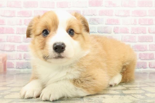 長野県のウェルシュコーギーペンブローク (Coo&RIKU松本店/2025年10月18日生まれ/男の子/セーブルホワイト)の子犬の2枚目の画像