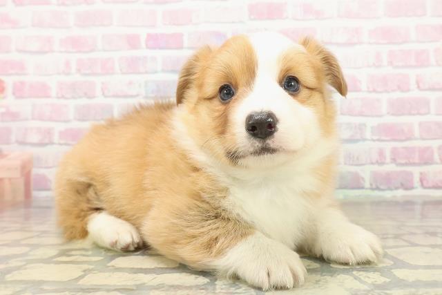 長野県のウェルシュコーギーペンブローク (Coo&RIKU松本店/2025年10月18日生まれ/男の子/セーブルホワイト)の子犬の3枚目の画像