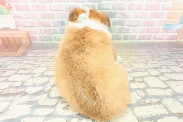 長野県のウェルシュコーギーペンブローク (Coo&RIKU松本店/2025年10月18日生まれ/男の子/セーブルホワイト)の子犬の4枚目の画像