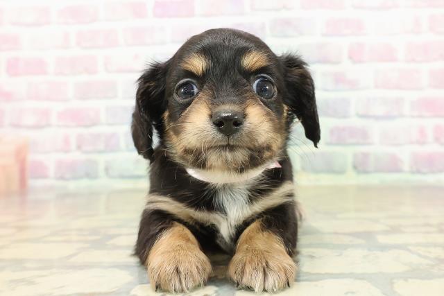 東京都のチワックス(チワワ×ダックス) (Coo&RIKU武蔵小山店/2025年10月19日生まれ/女の子/ブラックタンホワイト)の子犬の1枚目の画像