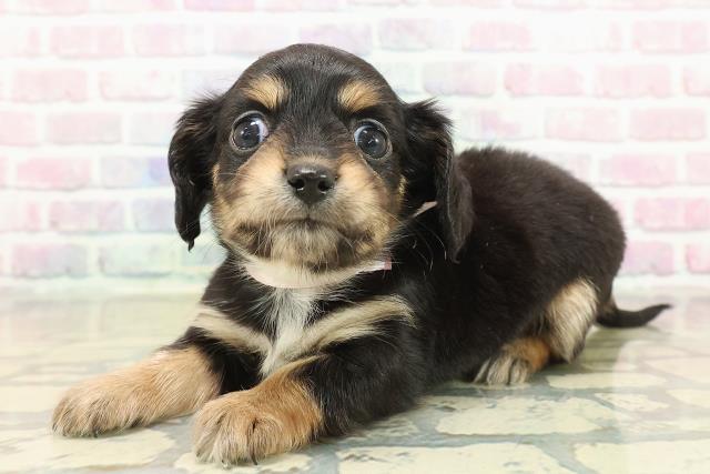 東京都のチワックス(チワワ×ダックス) (Coo&RIKU武蔵小山店/2025年10月19日生まれ/女の子/ブラックタンホワイト)の子犬の2枚目の画像