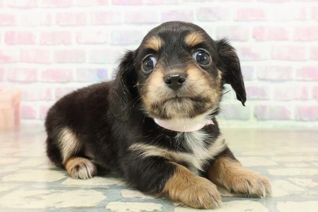 東京都のチワックス(チワワ×ダックス) (Coo&RIKU武蔵小山店/2025年10月19日生まれ/女の子/ブラックタンホワイト)の子犬の3枚目の画像