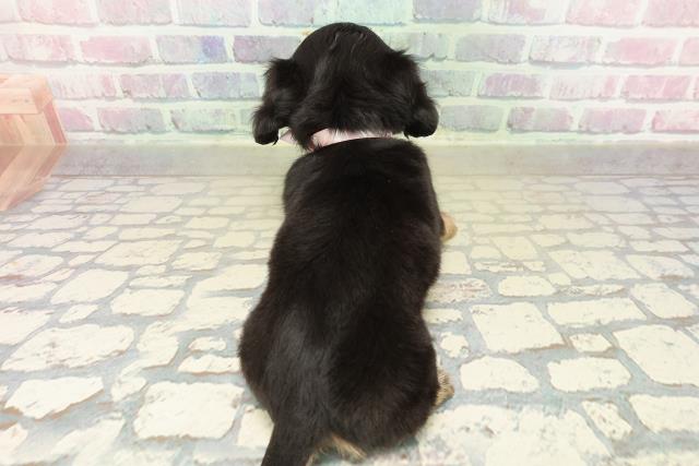 東京都のチワックス(チワワ×ダックス) (Coo&RIKU武蔵小山店/2025年10月19日生まれ/女の子/ブラックタンホワイト)の子犬の4枚目の画像