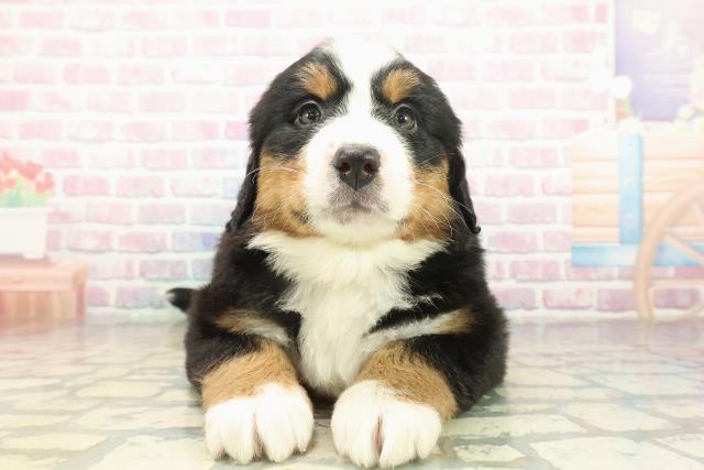 東京都のバーニーズマウンテンドッグ (Coo&RIKU立川店/2025年10月21日生まれ/女の子/ブラックラストホワイト)の子犬の1枚目の画像